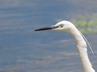 Küçük ak balıkçıl, egretta garzetta