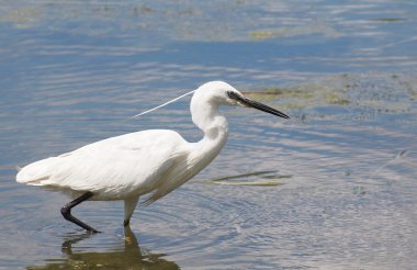 nehir Tuna, egretta garzetta üzerinde küçük ak balıkçıl