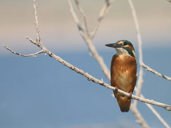 Kingfisher comum no rio, alcedo atthis — Fotografia de Stock