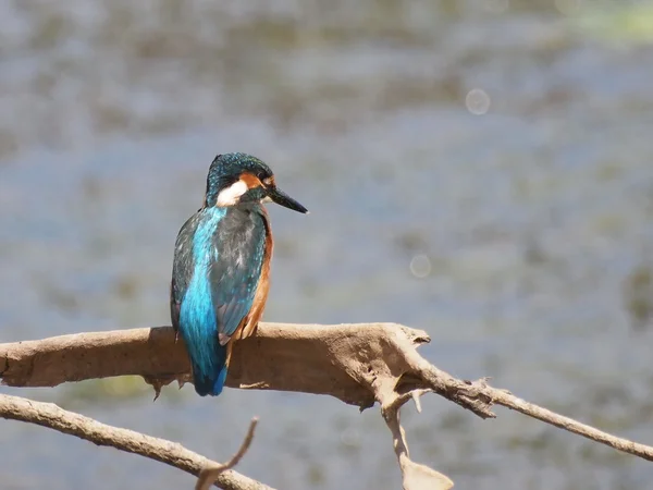 Common Kingfisher on river, alcedo atthis — Stock Photo, Image