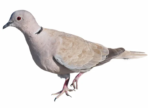 Collared Dove isolerad på vit bakgrund (Streptopelia turtur) — Stockfoto