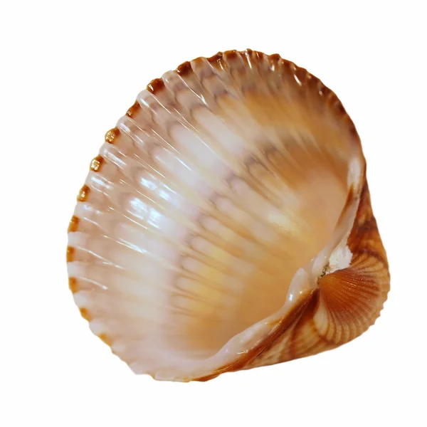 Concha marina aislada sobre fondo blanco —  Fotos de Stock