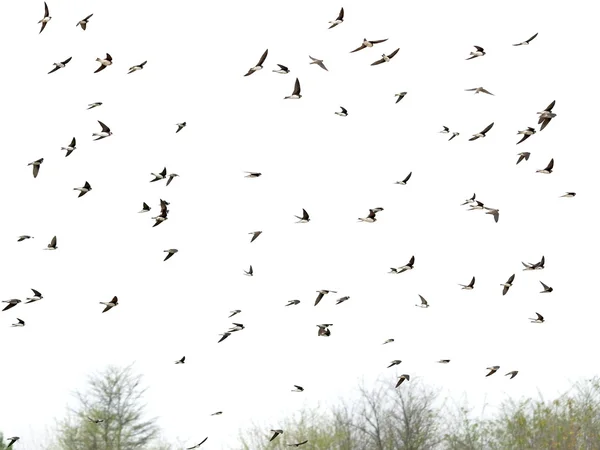 Schwalben, Vogelschwarm (Sandmartin) isoliert auf weißem Hintergrund — Stockfoto