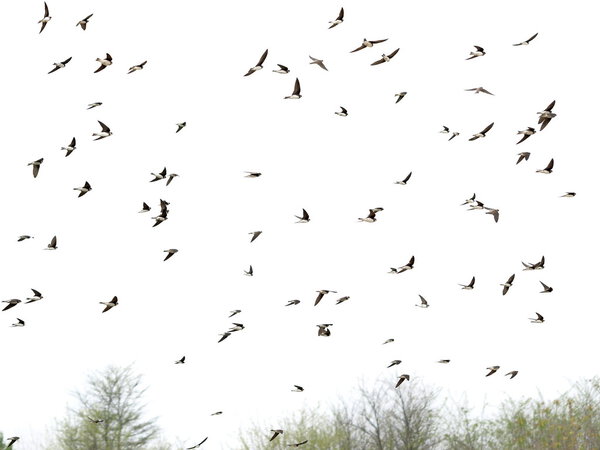 Swallows, flock of birds (Sand Martin ) isolated on white backgrounds