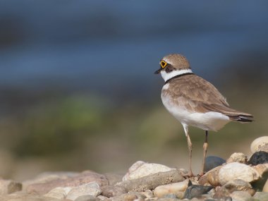 güzel arka plan, charadrius dubius küçük halkalı cılıbıt