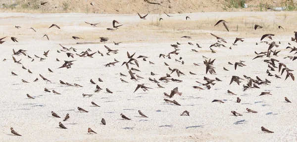 Песок Мартин, ласточки, река — стоковое фото