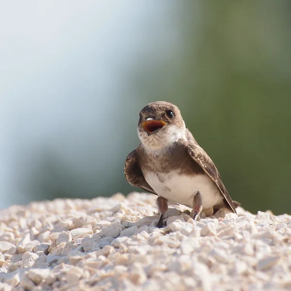 Sand Martin, swallow, riparia riparia — Stock Photo, Image