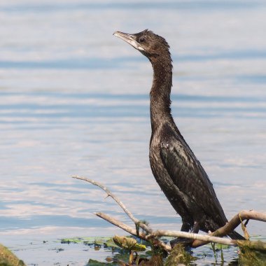 dalı, phalacrocorax pygmaeus küçük karabatak