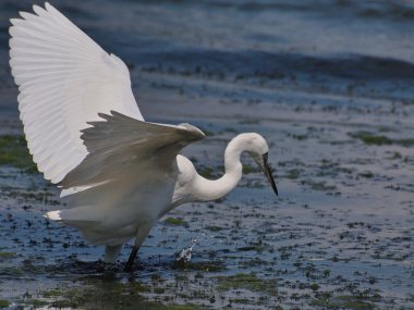 Mavi Tuna, egretta garzetta üzerinde uçuş küçük ak balıkçıl