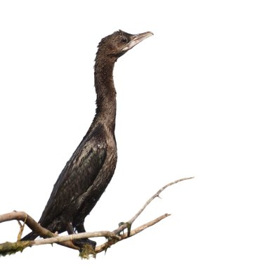 küçük karabatak phalacrocorax pygmaeus beyaz zemin üzerine izole