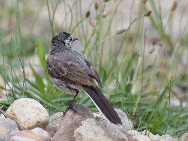 Beyaz Wagtail nehirde, Motacilla alba