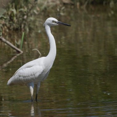 Küçük ak balıkçıl, egretta garzetta