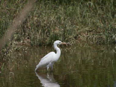 Küçük ak balıkçıl, egretta garzetta