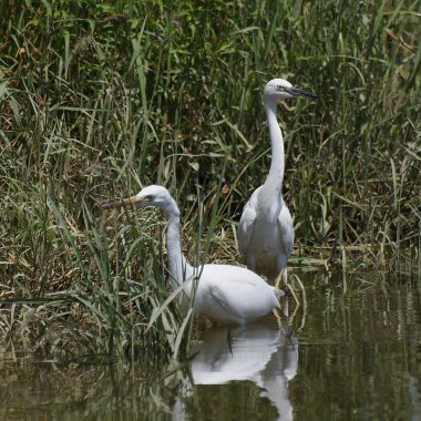 Küçük ak balıkçıl, egretta garzetta