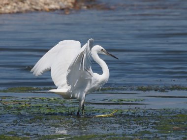 Küçük ak balıkçıl, egretta garzetta