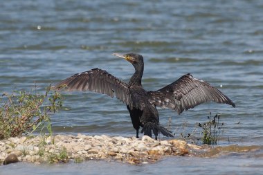 Büyük Karabatak, Phalacrocorax karbonhidrat