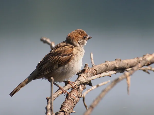 Sparrow på gren — Stockfoto
