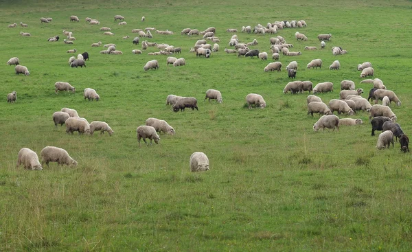 Sheep pasture — Stock Photo, Image
