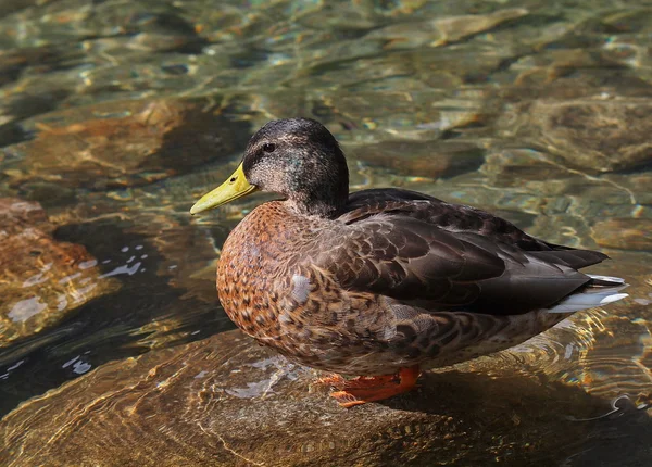 Mallard duck on lake, Anas platyrhynchos — Stock Photo, Image