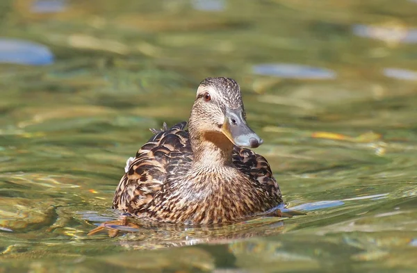 Mallard duck on lake, Anas platyrhynchos — Stock Photo, Image