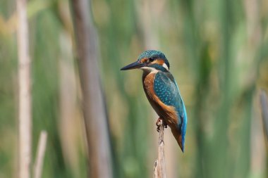 Common Kingfisher, alcedo atthis clipart