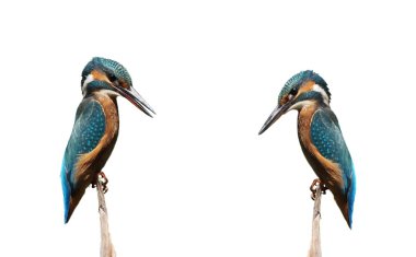 Common Kingfisher isolated on white background, alcedo atthis clipart