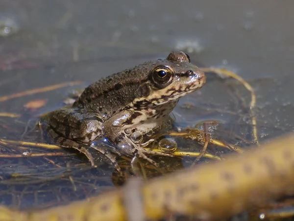 湿的青蛙 — 图库照片