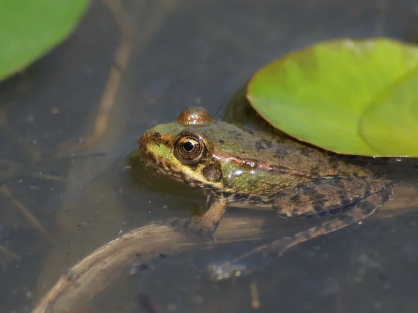 Marsh Frog, Rana ridibunda — Stock Photo, Image