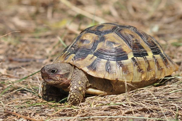 Hermann-schildkröte (unreif)) — Stockfoto