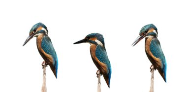 Set Common Kingfisher isolated on white clipart