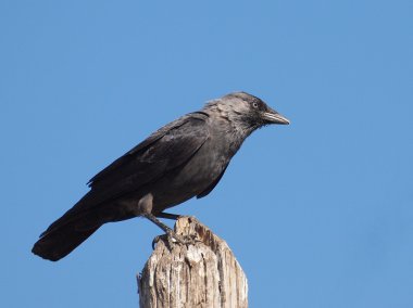 Grajilla, corvus monedula