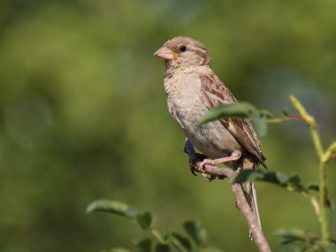 Evi sparrow, passer domesticus