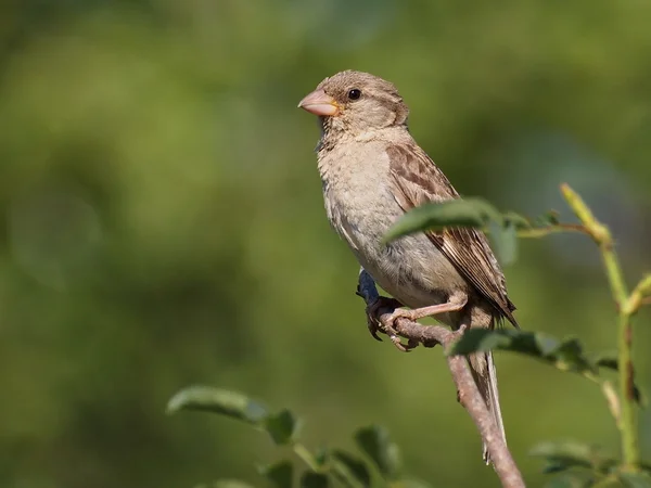 House Sparrow, Passer domesticus — Stock Photo, Image