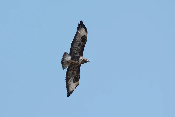 Buitre común en vuelo, Buteo buteo —  Fotos de Stock