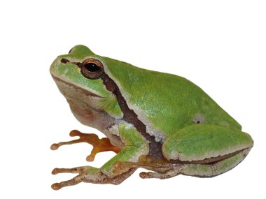 European tree frog isolated on white background, Hyla arborea clipart