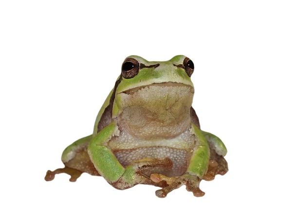 Європейська деревної жаби, ізольовані на білому тлі, Hyla arborea — стокове фото