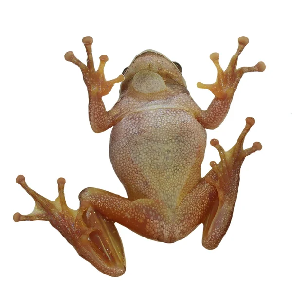 Європейська деревної жаби, ізольовані на білому тлі, Hyla arborea — стокове фото