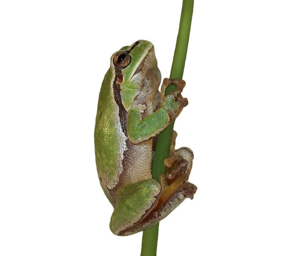 European tree frog isolated on white background, Hyla arborea — Stock Photo, Image
