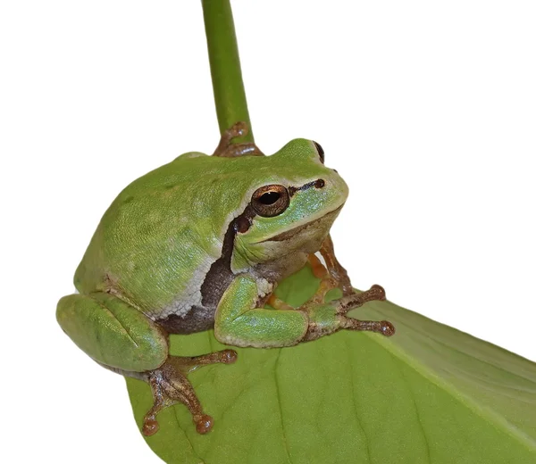 在白，雨蛙木本孤立的欧洲树蛙 — 图库照片