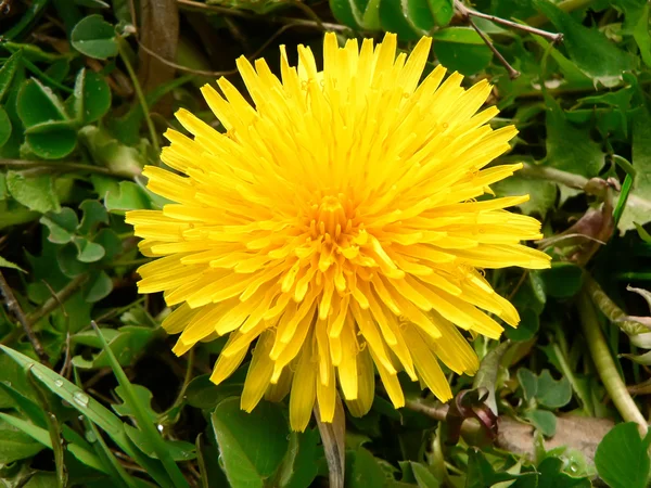 stock image Dandelion in the grass