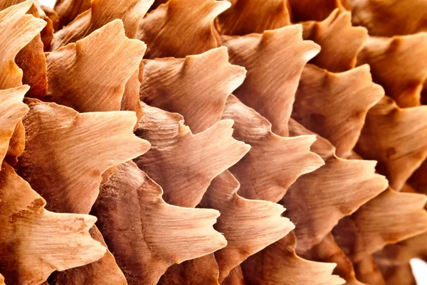 Pine background — Stock Photo, Image