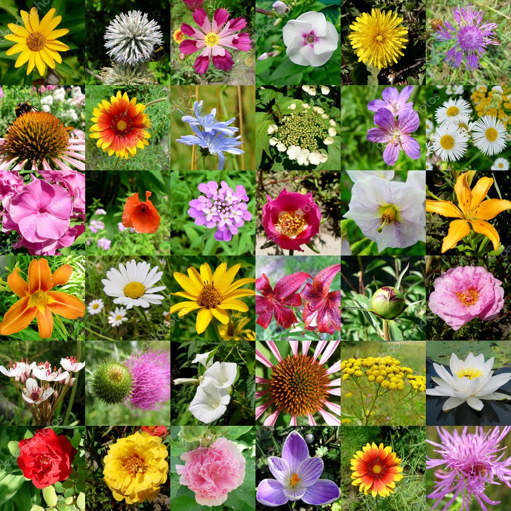 Collection of flowers — Stock Photo © gorielov #5417005