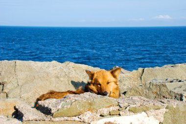 kayanın üzerinde yalan köpek