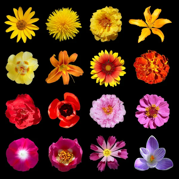 stock image Collection of flowers