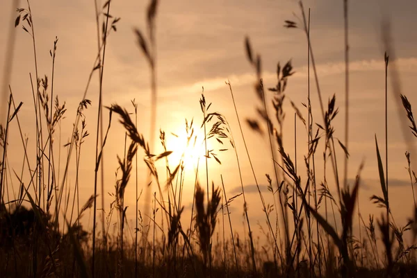 stock image Wheat