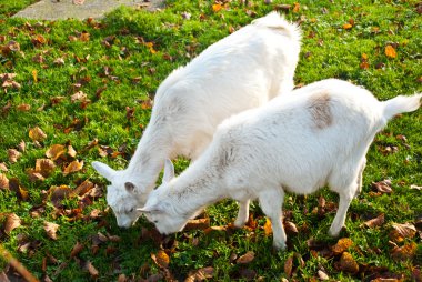 iki beyaz keçi