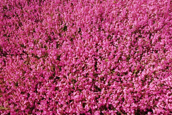 stock image Background of the thousands of flowers