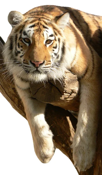 Tigre en una rama —  Fotos de Stock