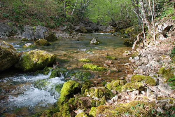 stock image Small waterfall in forest