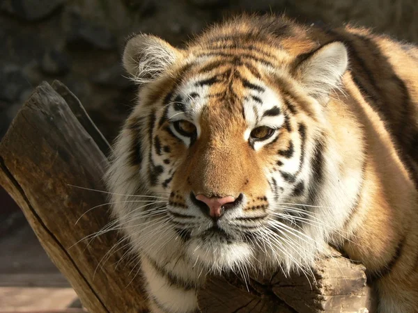 Tiger på en gren — Stockfoto